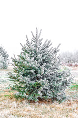 Young tree spruce. Green branches are covered with hoarfrost. The first frost in the beginning of...