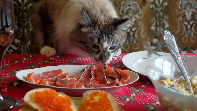 funny hungry adult fluffy cat steals food from the holiday table
