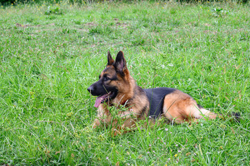German shepherd dog lying in the meadow, in the grass, with his head raised and staring to the left of the photo with his mouth open