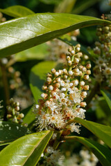Hochformat: Knospen und Blüten an einem Strauch Lorbeerkirsche / Kirchlorbeer (Lat.: Prunus laurocerasus, Syn.: Laurocerasus officinalis) im Frühling