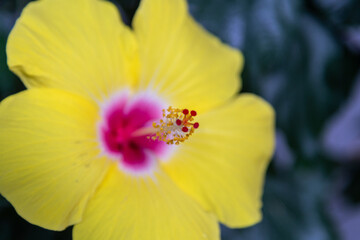 Fleur d'hibiscus jaune et rose avec un pistil rouge et jaune