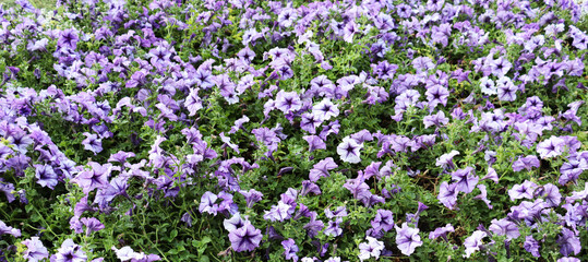 Fototapeta premium Blue flowers field background. Romantic flower wallpaper