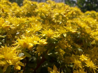 yellow flowers in the garden