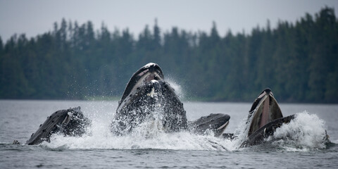 Feeding Humpback Whales, Alaska © Paul