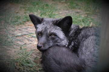 silver fox closeup