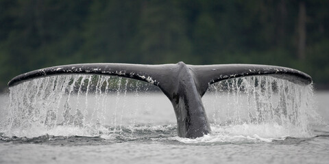 Diving Humpback Whale, Alaska