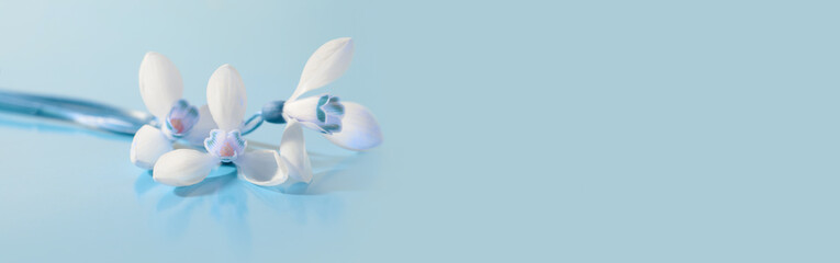 Spring snowdrop flower. Soft focus. Light blue long horizontal background.