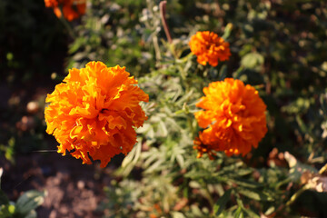 Beautiful orange flower on rural garden