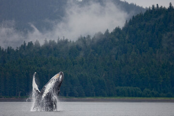 Breaching Humpback Whale, Alaska