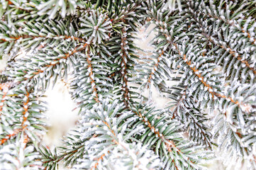 Naklejka na ściany i meble Spruce branches are covered with hoarfrost. Winter scene for Christmas and New Year.
