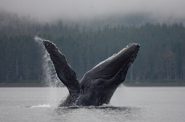 Breaching Humpback Whale, Alaska © Paul