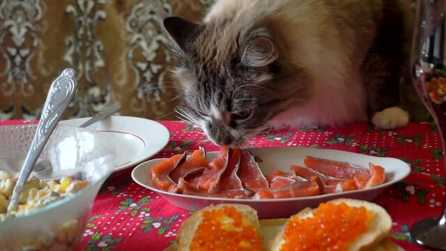 funny hungry adult fluffy cat steals food from the holiday table