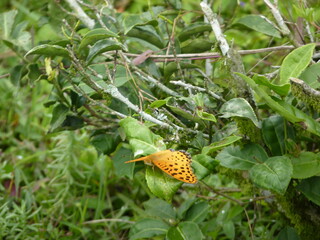 Beautiful butterfly , moth in the Tinchuley, Darjeeling, West Bengal, india.