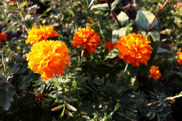 Beautiful orange romantic flowers background