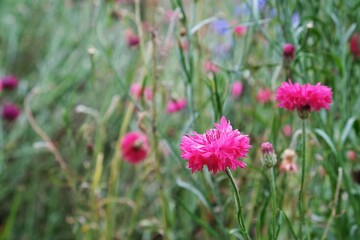 pink flowers in the garden