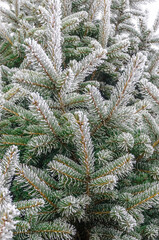 Spruce branches are covered with hoarfrost. Winter scene for Christmas and New Year.