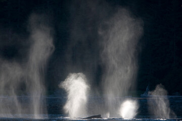 Humpback Whales at Sunset, Alaska