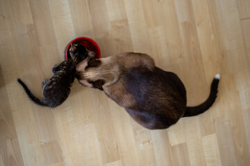 Gatito y gato siamés comiendo