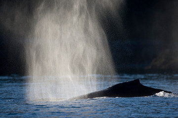 Humpback Whale at Sunset, Alaska