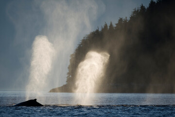Fototapeta na wymiar Humpback Whales at Sunset, Alaska