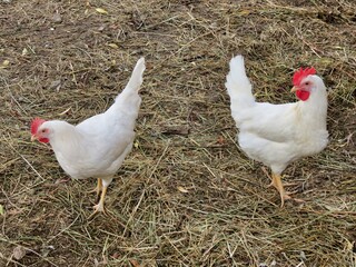 weiße Hühner