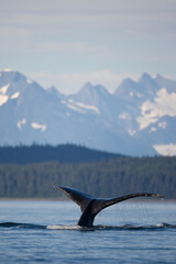 Fototapeta premium Humpback Whale Diving, Alaska