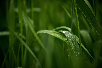 dew on grass