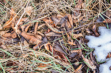 Leaves and grass old dry. Snow is melting.
