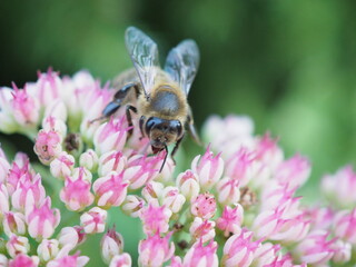 Pszczoła na kwiatach