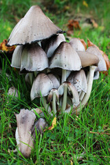 mushrooms in the forest