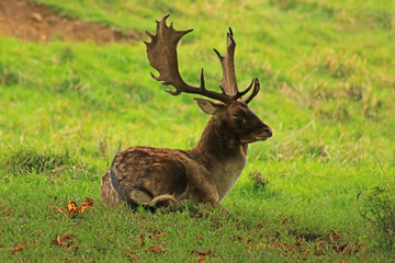 deer in the forest