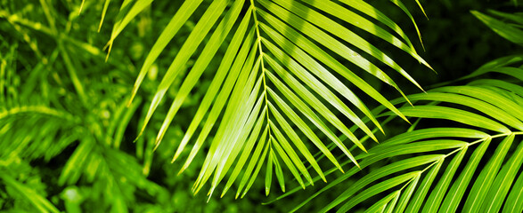 Palm leaf. Tropical plants. Nature green color background.