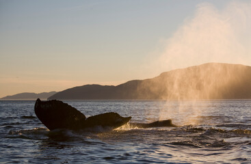 Obraz premium Diving Humpback Whale, Alaska