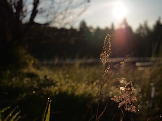 sunset in the grass