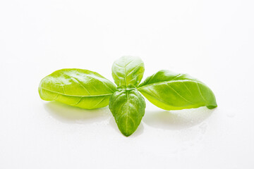 Obraz premium Fresh green Basil with water drops on a white background
