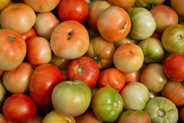 Cesto de tomates de la huerta