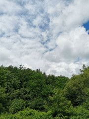 Cloudy sky with forest