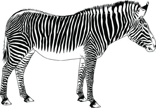 jumping striped African Zebra, hand-drawn in full- length ink