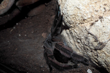 a large black tarantula sits under a large rock in the terrarium.  Exotic pets