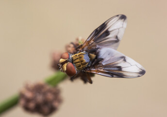Ectophasia crassipennis Parasitic fly insect of about 16 mm in length with beautiful orange-brown colors and some curious black spots on the wings, perched on a reed