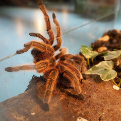 Avicularia versicolor bird-eating spider with orange hairs on its paws climbs on the glass in a...