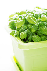 Fresh green Basil with water drops in a pot
