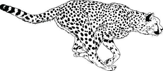 Obraz premium running Cheetah hand-drawn with ink on white background logo tattoo