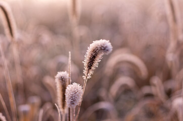 Obraz premium Macro photo of autumn grass with frost. Grass with crystals of frost. Monochrome.