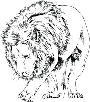 lion drawn with ink from the hands of a predator tattoo logo