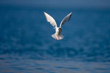 Bonaparte's Gull, Alaska