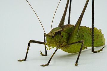 green grasshopper on white background