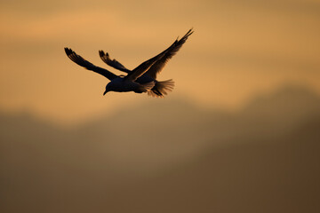 Fototapeta na wymiar Mew Gulls, Glacier Bay National Park, Alaska