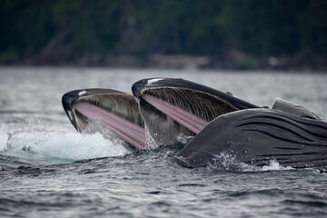 Fototapeta premium Feeding Humpback Whales, Alaska