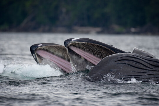 Feeding Humpback Whales, Alaska